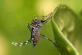 3º Mutirão contra Dengue
